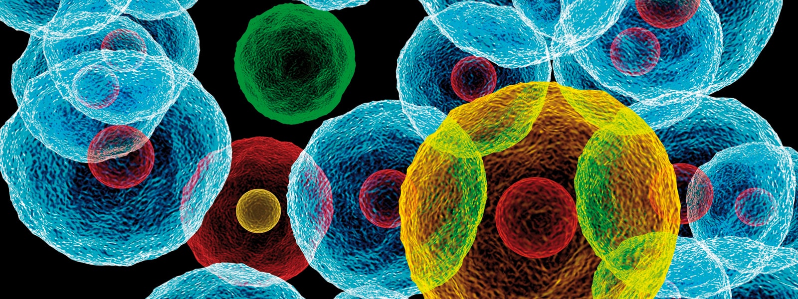 Colour image of biological cells.