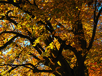 Autumnal trees.