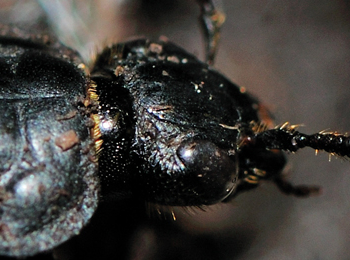 Close up of a beetle